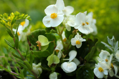 Close-up of white flowering plants