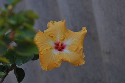 Close-up of yellow flowers