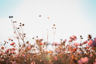 Low angle view of flowering plants on field against sky