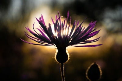 Close-up of purple flowering plant