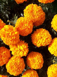 Close-up of marigold flowers blooming outdoors