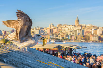 View of seagull with cityscape in background
