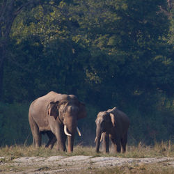 Elephant in a field