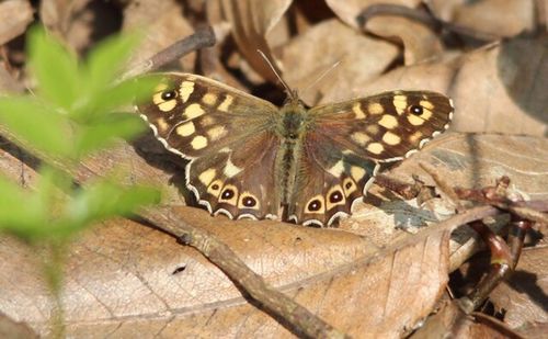 Close-up of butterfly perching on leaf