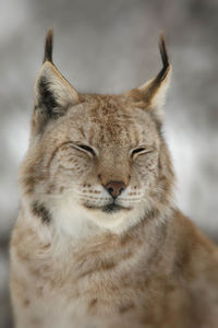 Close-up of lynx looking away