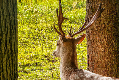 View of deer on tree trunk