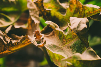 Close-up of lizard on leaves