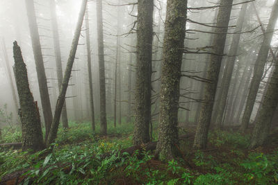 Trees in forest