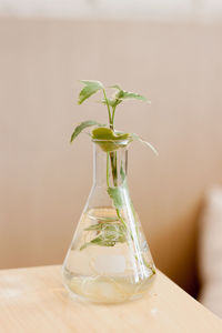 Close-up of plant in vase on table