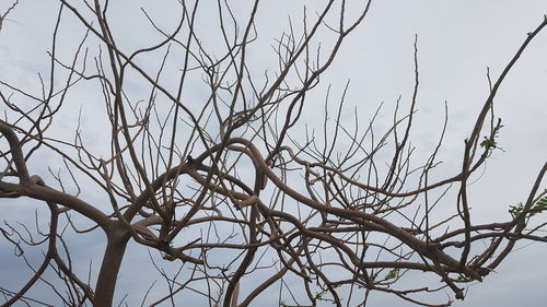 Low angle view of bare tree against sky