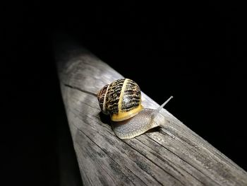 Close-up of snail on wooden plank