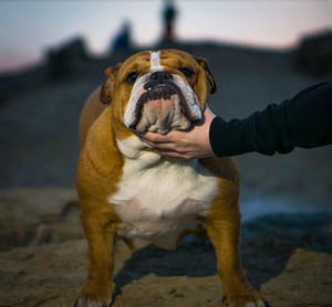 Close-up of dog