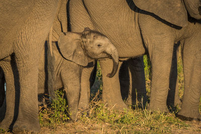 Elephants family in forest