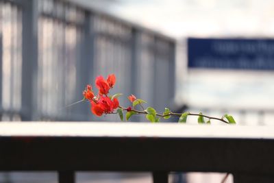 Close-up of flower blooming outdoors