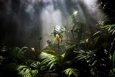 View of flowering plants on land