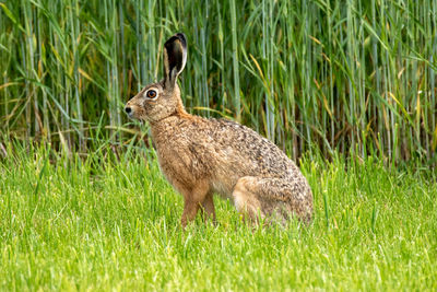 Close-up of rabbit on grassy field