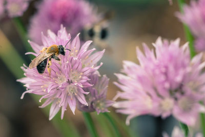 Close-up of bee on pink flower