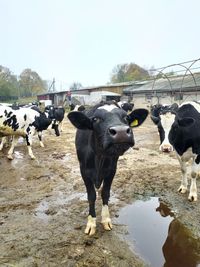 Cows standing in a field