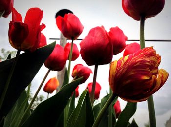 Close-up of red tulips