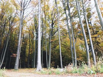 View of trees in forest