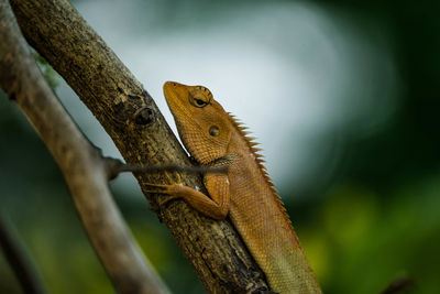 Close-up of lizard on tree