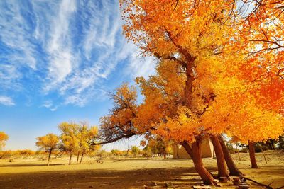 Trees on field during autumn