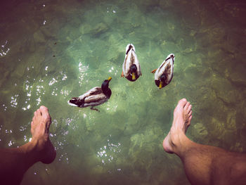 Ducks swimming in lake