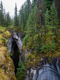 Dramatic rock canyon amidst trees in forest