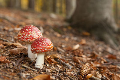 Close-up of fly agaric mushroom growing at forest