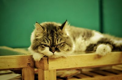 Portrait of a cat resting on wood
