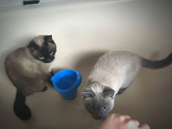 Close-up of kitten drinking water