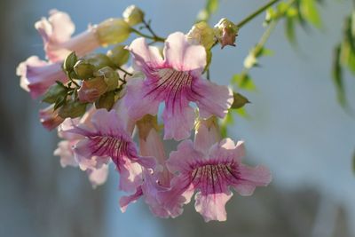 Close-up of pink cherry blossom