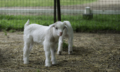 Adorable baby kid on a farm in chattanooga tennessee