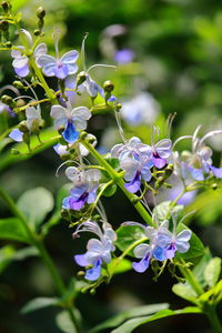 Close-up of purple flowering plants