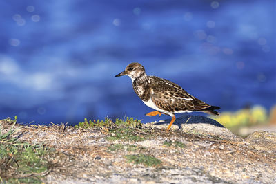 Close-up of bird perching on rock