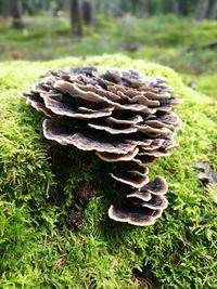 Close-up of mushroom growing on field