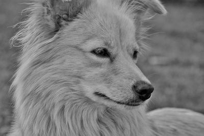 Close-up of a dog looking away