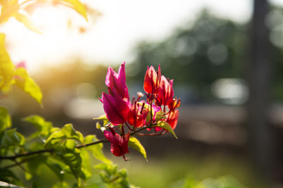 Red bougainvillea flower on blurred nature background