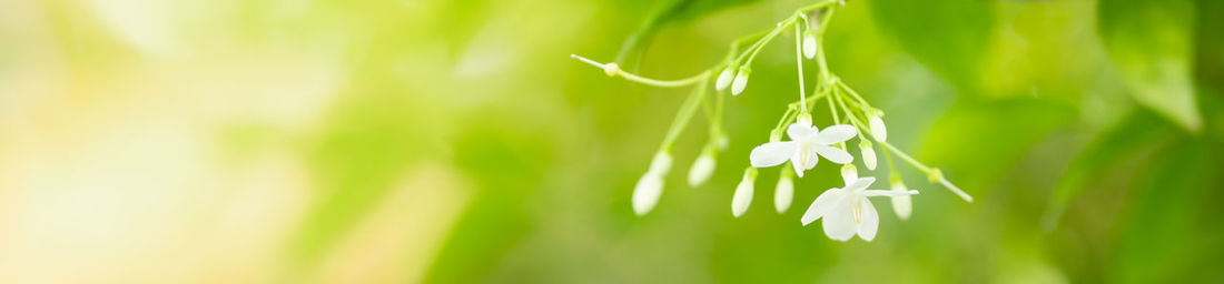 Close-up of white flowering plant