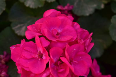 Close-up of pink flowers blooming outdoors