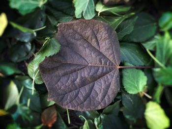 Close-up of leaves