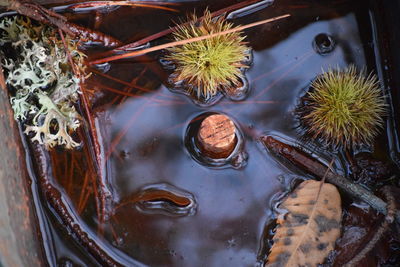 High angle view of plants in water