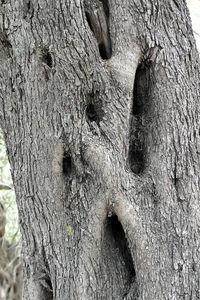 Full frame shot of tree trunk