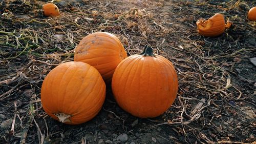 Close-up of pumpkins on field