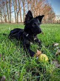 Black dog lying on land
