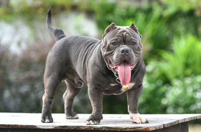 Dog sticking out tongue while standing on wood