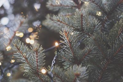 Close-up of tree at night