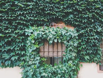 Ivy growing around window on wall