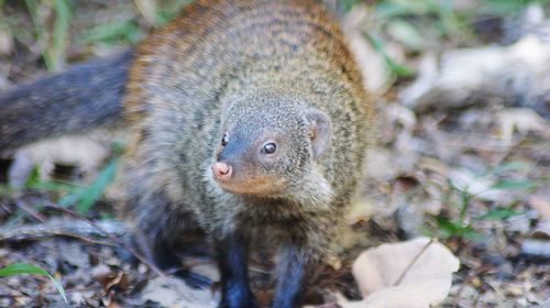 Close-up of mongoose 
