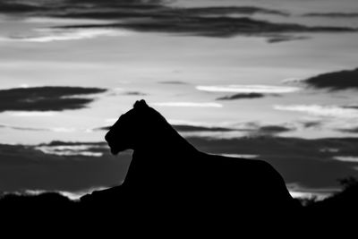 Low angle view of silhouette horse against sky during sunset